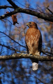 Red Hawk