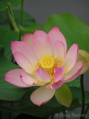 Water Lily-Balboa Park