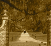 Boone Hall Wedding Carriage